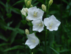 Campanula persicifolia 'Alba'Prachtklokje bestellen